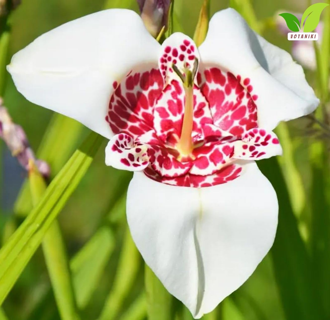 Votaniki Tigridia Pavonia 'Alba' Grandiflora - Perennial Tigridia Flowering (Tiger Flower) Bulbs | Summer Flowers, Tigridia Bulbs - Easy to Grow (10 Pack)