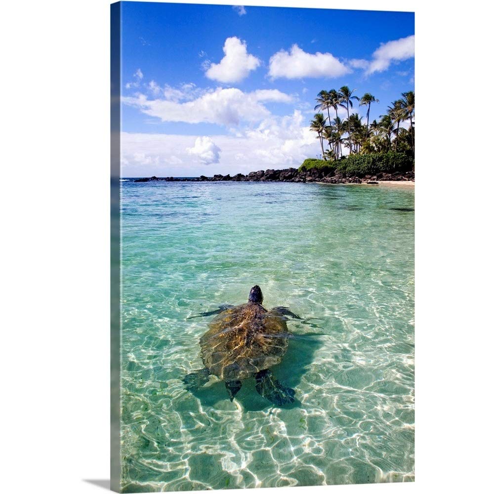 CANVAS ON DEMAND Hawaii Green Sea Turtle Chelonia Mydas an Endangered Species Canvas Wall Art Print by M