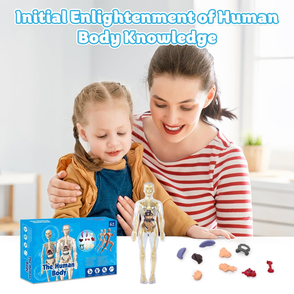 CEWROM Modelo 3D de cuerpo humano para niños, modelo de estructura de cuerpo humano transparente con esqueleto y músculos, modelo de esqueleto de anatomía, modelo de enseñanza, cuerpo humano — view 2