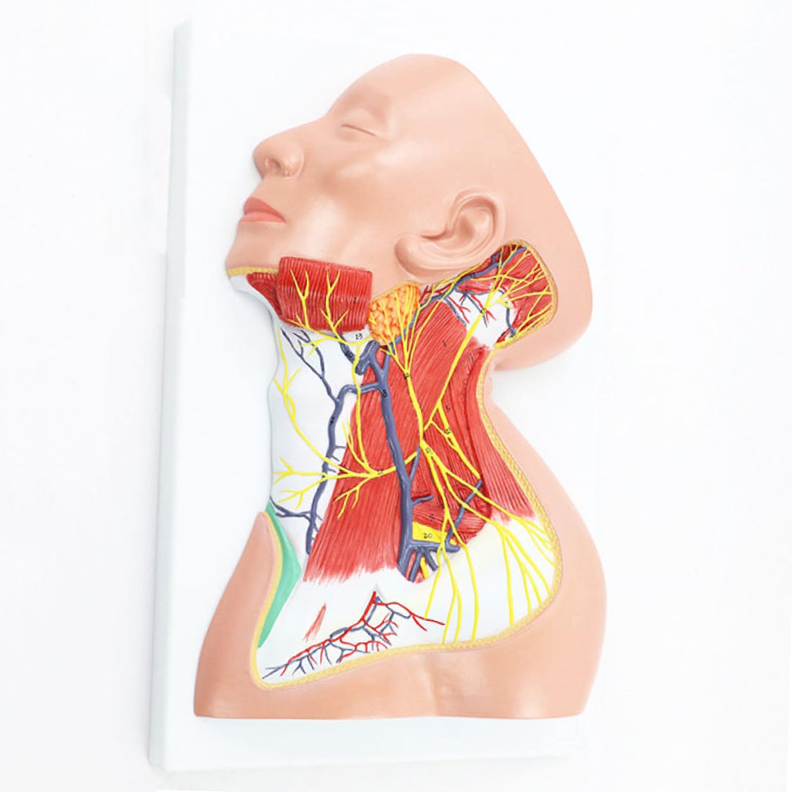 Model Powierzchownych Mięśni Szyi Nerwowo -Naczyniowych - Częściowy -Anatomiczny Model Szyi, Naukowo Dokładne Materiały Dydaktyczne Medyczne.