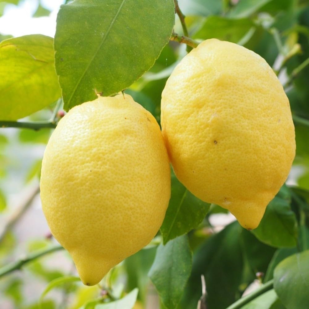 PIANTA DI LIMONE DI SORRENTO/SFUSATO AMALFITANO in fitocella - età 2/3 anni