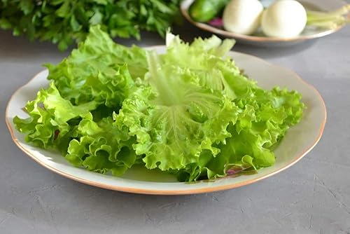 Miniatura 5 de Semillas de interior lechuga verde herencia vegetal para plantar semillas sin OMG 1000