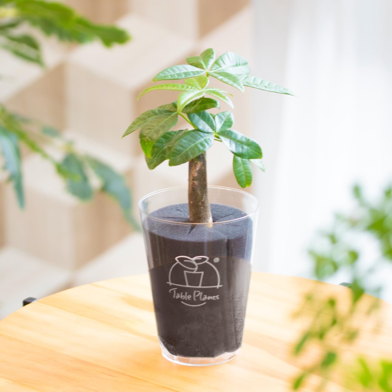 Amazon｜【土を使わない観葉植物】テーブルプランツ(Table Plants
