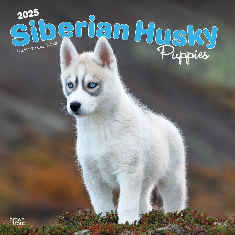 Amazon.co.jp: 2025年 子犬のシベリアン・ハスキー カレンダー