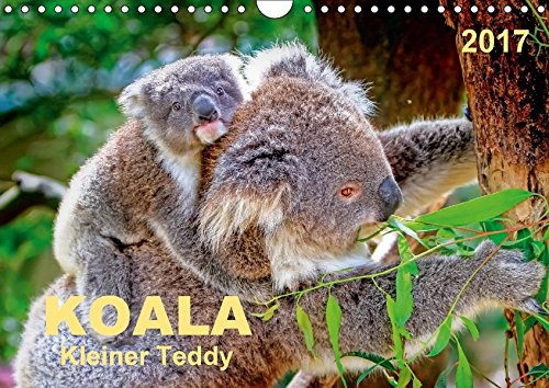 Koala - kleiner Teddy (Wandkalender 2017 DIN A4 quer): Koalas - süße kleine Teddybären (Monatskal Koala - kleiner Teddy (Wandkalender 2017 DIN A4 quer): Koalas - süße kleine Teddybären (Monatskal