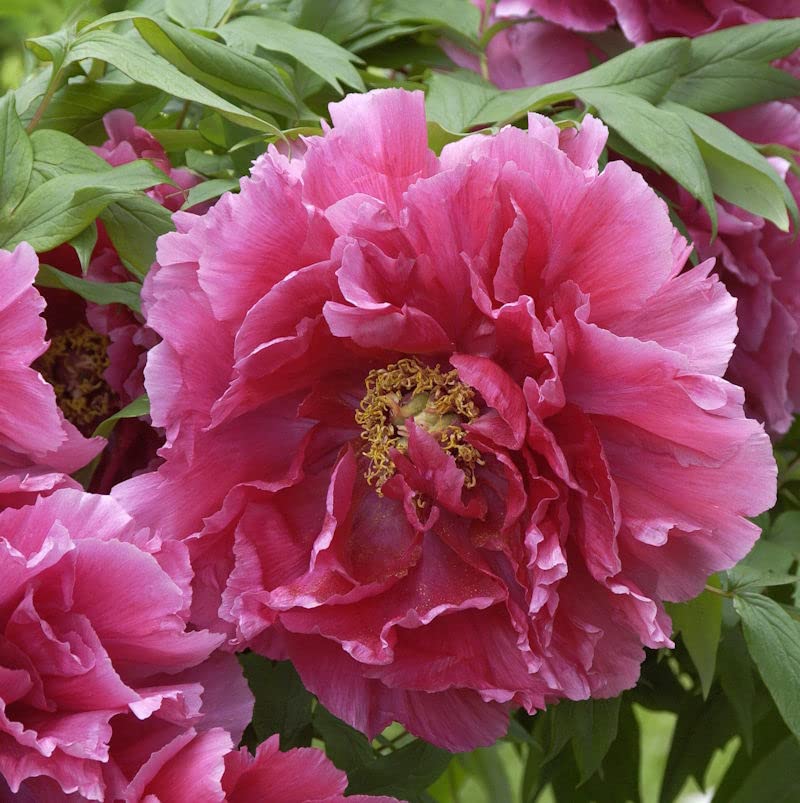Strauchpfingstrose Rosa - Paeonia suffruticosa - lebende Gartenpflanze aus den Baumschulen