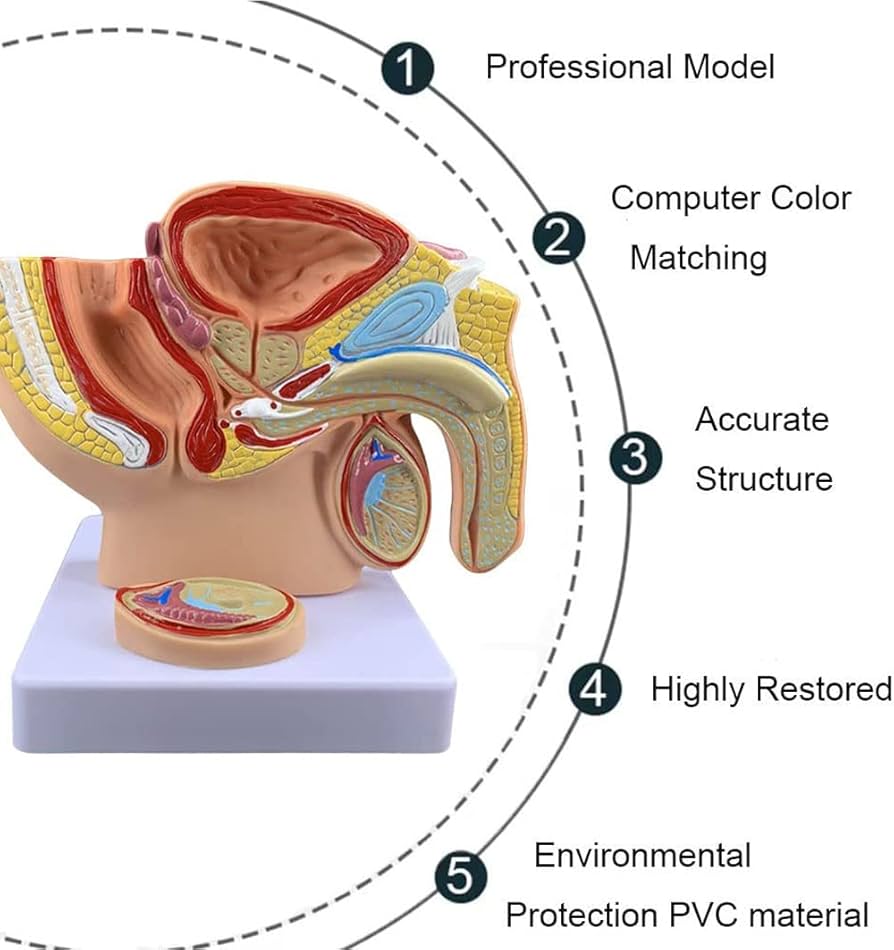 解剖学 1 、2 トートラ解剖学 第2版 | Gerard J. Tortora, Mark T. Nielsen