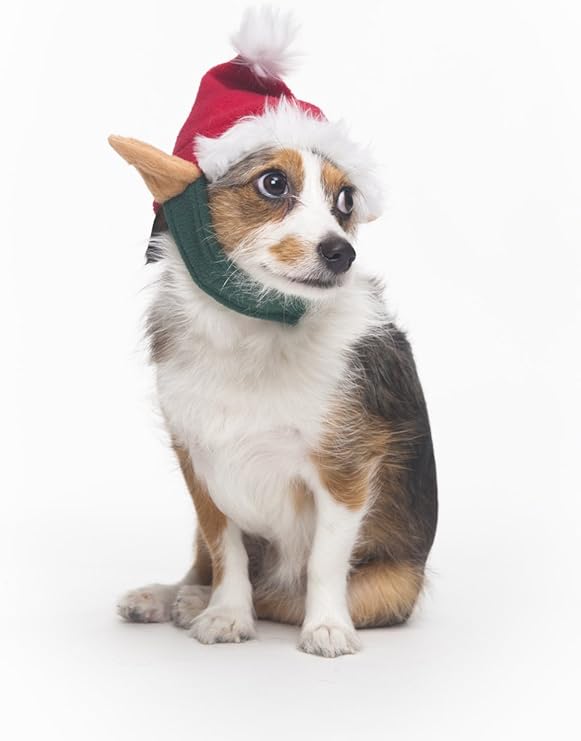 dog elf hat