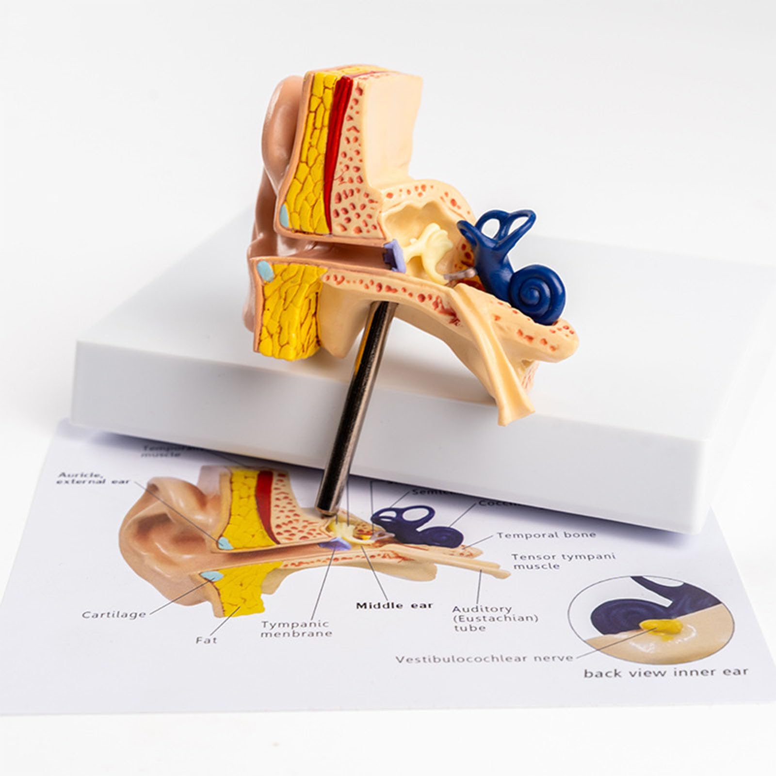 Model Anatomiczny Ucha Ludzkiego Zewnętrznego Środkowego Wewnętrznego Odłączalna Ślimak Kanały Półkoliste System Słuchowy Pomoc Dydaktyczna Laryngologia Z Oznakowanym Schematem