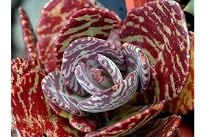 Tiger Kalanchoe: Hoja de Cocodrilo, Rare Succulent for Exotic Gardens