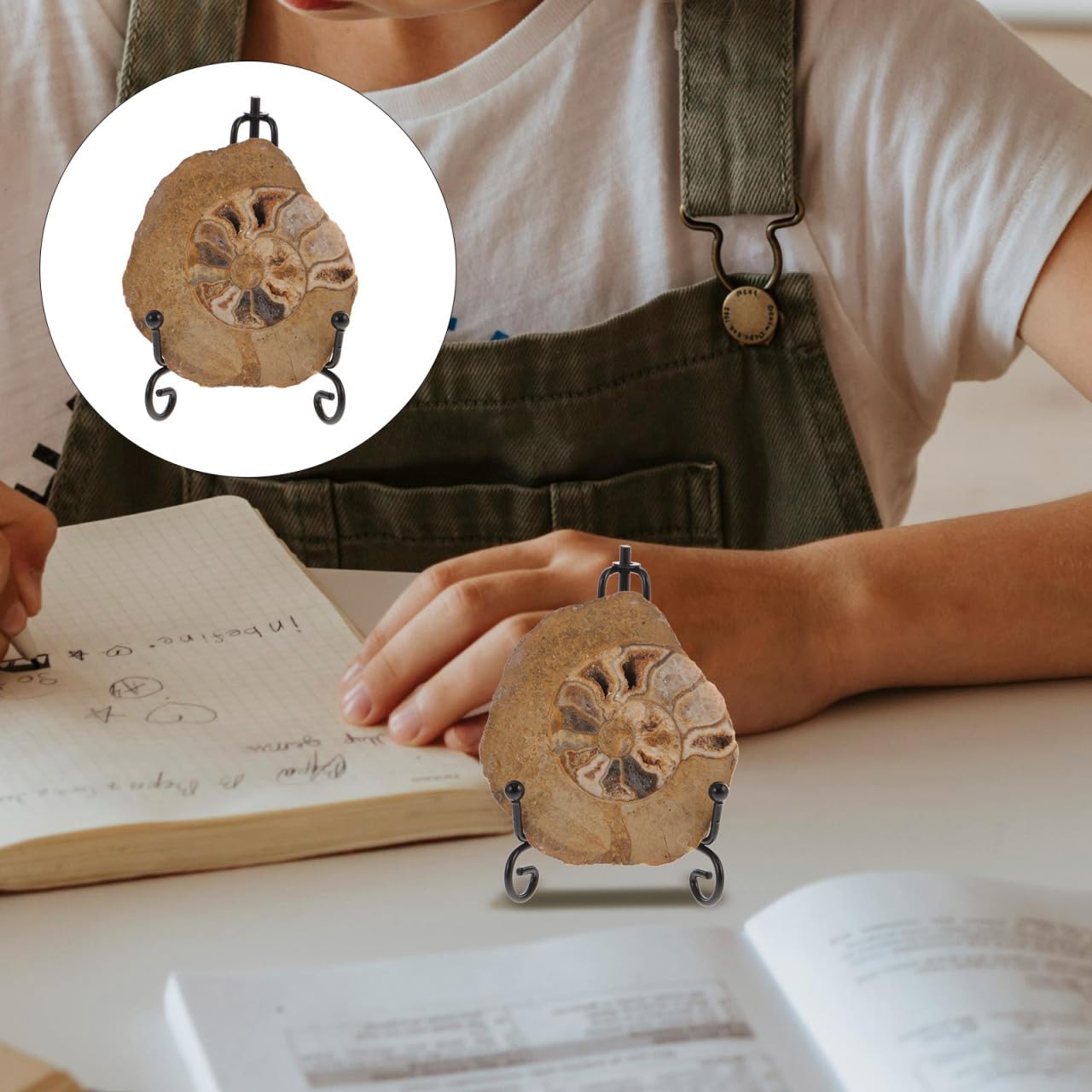 Gatuida Fossile Di Ammonite Con Supporto: Campione Di Pietra Fossile Di Ammonite Naturale Campione Di Conchiglia Da Collezione Sottobicchiere Disco Artistico Minerali Di Ammonite Modello