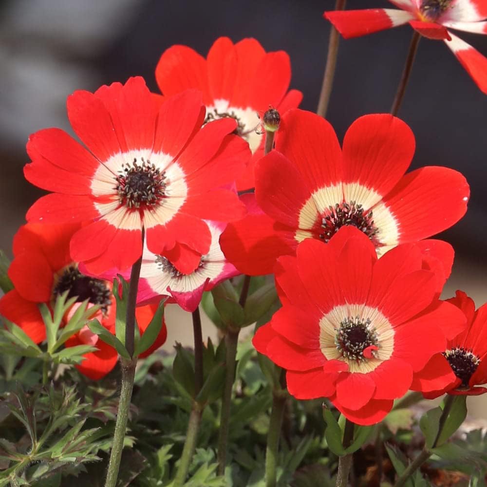 Amazon.co.jp: ハッピーガーデン 球根 アネモネ フルゲンス レッド