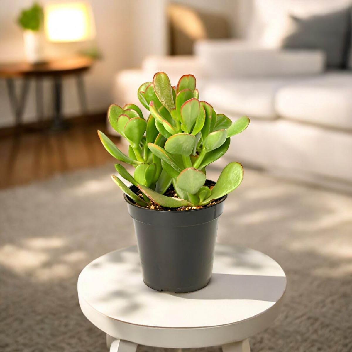 PLANTSGURU Crassula Ovata (jade) good luck live indoor house plant (Crassula Ovata) (B00T9SAQLM) Amazon Price History, Amazon Price Tracker