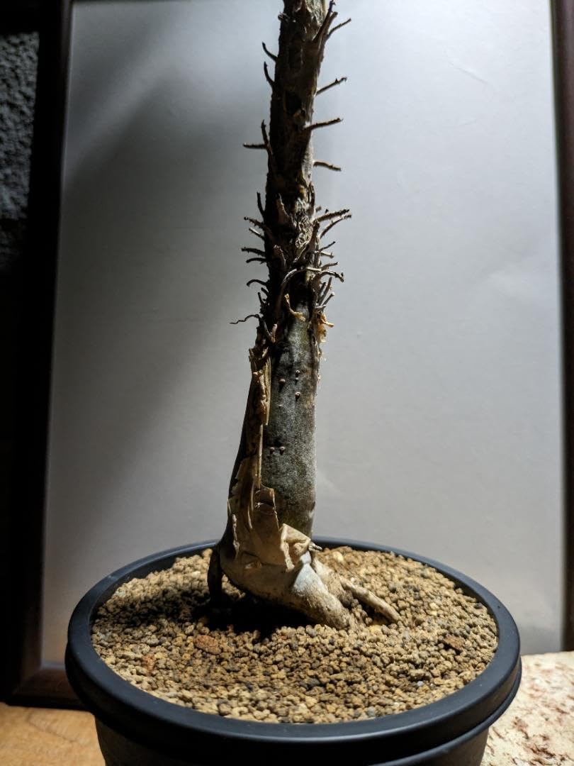 Amazon.co.jp: セサモタムナス リヴァエ 〈レア稀少〉珍奇植物塊根植物 