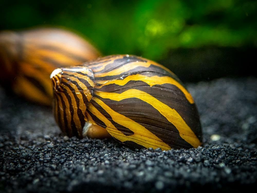 ZEBRA SNAIL 2cm TROPICAL AQUARIUM LIVE FISH ALGAE EATER TANK CLEANER (2 Snails)
