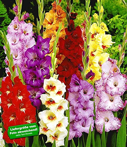 BALDUR Garten 50er Gladiolen-Mischung Zwiebeln mit Umfang 8-10 cm Wuchshöhe von 100 cm sehr blühfreudig und bunt mehrjährige Blumenzwiebeln ideal für Beete & Schnitt winterhart & pflegeleicht