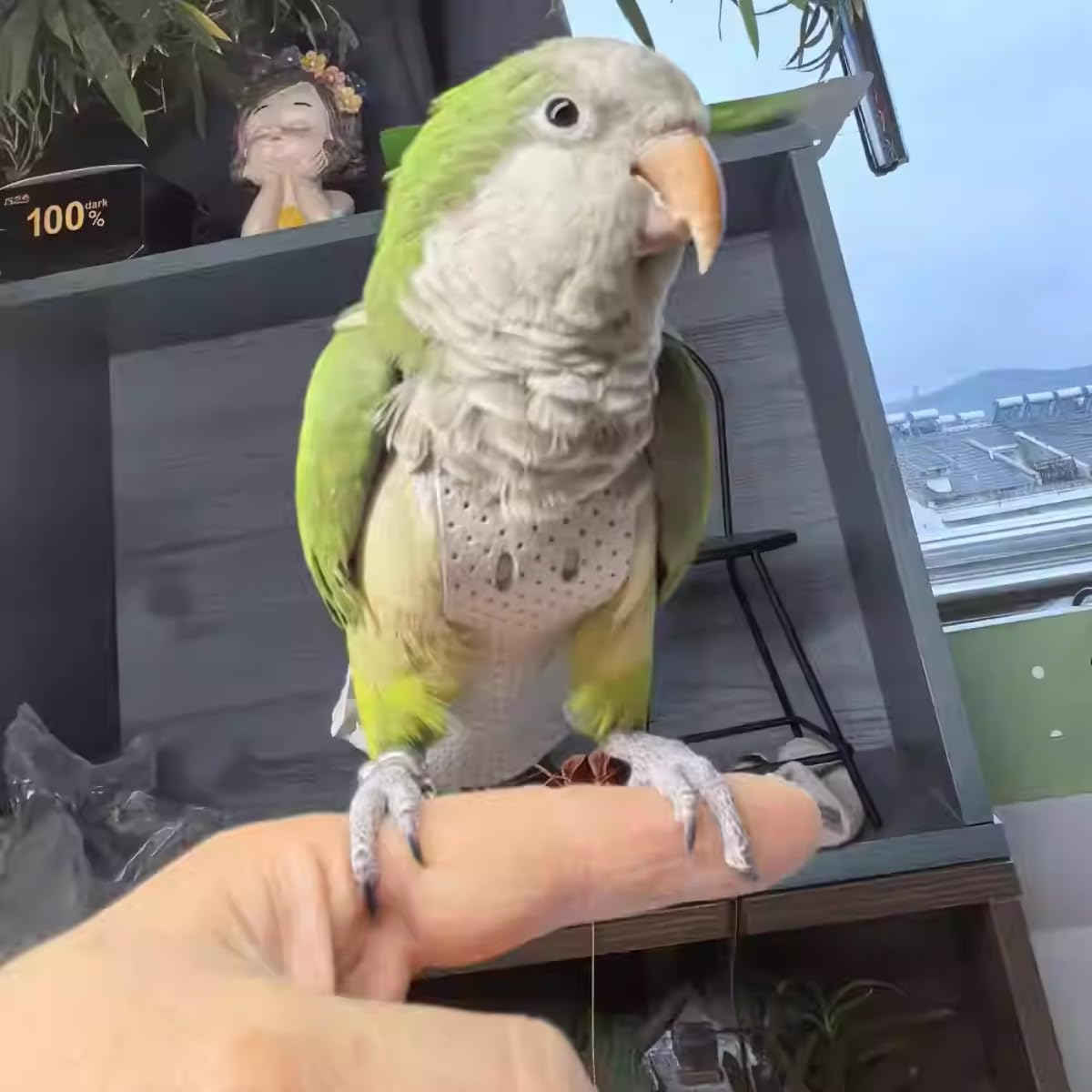 Premium Genuine Cowhide Bird Flight Harness Anti Bite Breathable Parrot Diaper Parrot Suit with Leash for Parakeet Conure Quaker Flying Clothes Rope and Handle (with Leash,Medium)