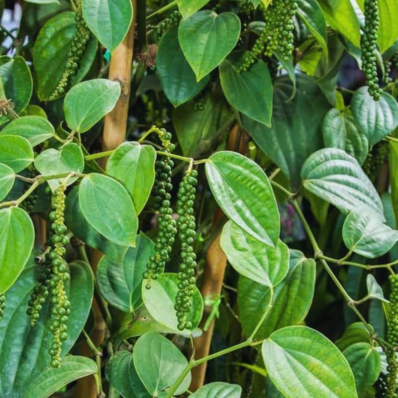2 Live Piper Nigrum Plants, 4 to 6 Inc Long, Black Pepper Plant Live, Live Pepper Plant, Black Pepper Tree Live Plant, Black Pepper Well Rooted for Garden, Ready to Plant