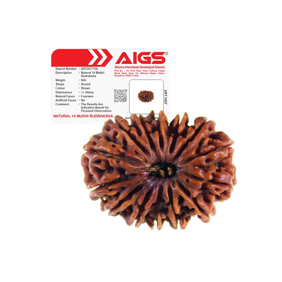 4 Mukhi Rudraksha - Nepal Origin | Wisdom & Communication -13 4 Mukhi Rudraksha - Nepal Origin | Wisdom & Communication -13