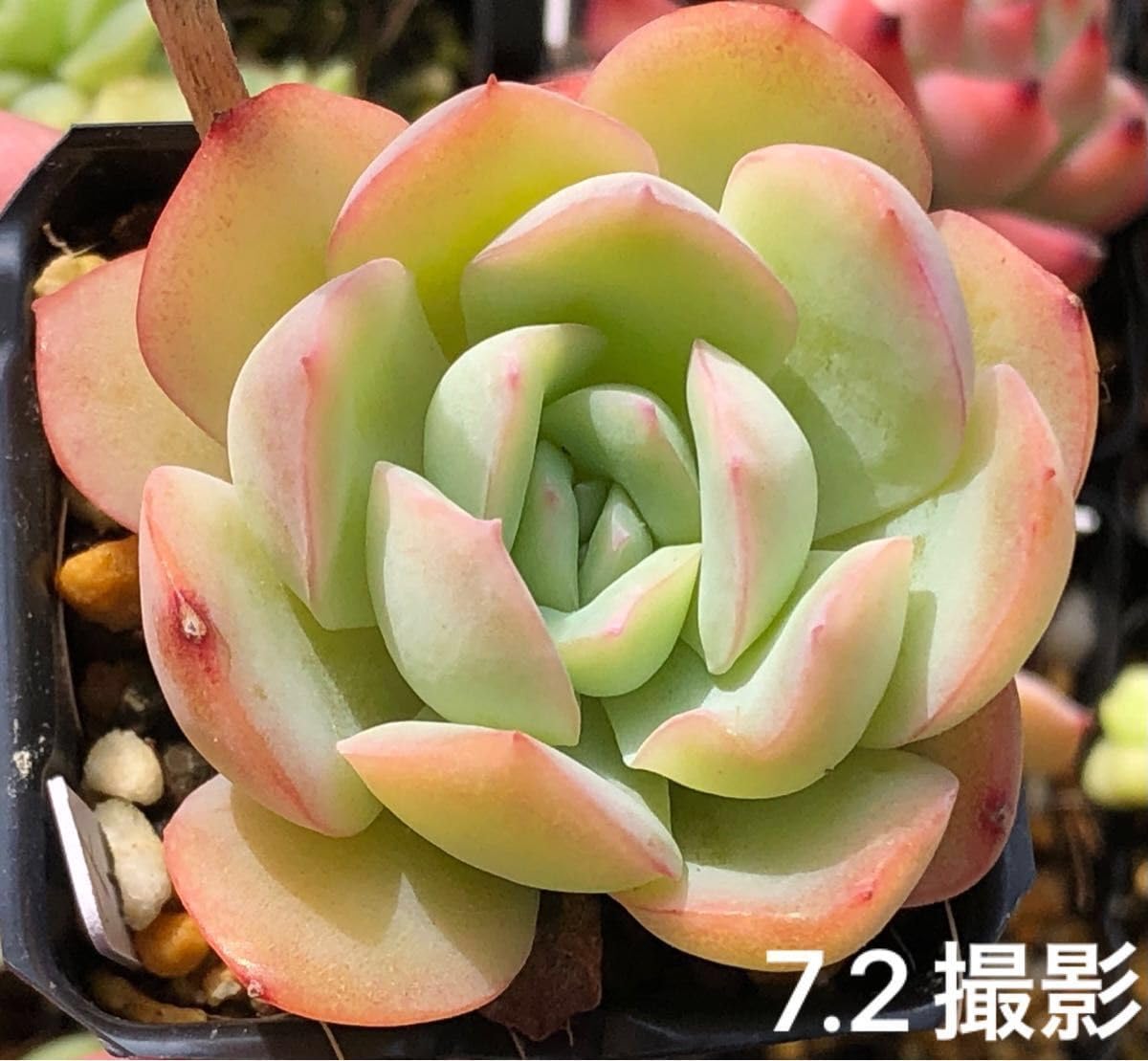 Amazon.co.jp: ストロベリーアイス 抜き苗 エケベリア 多肉植物 : ホビー 