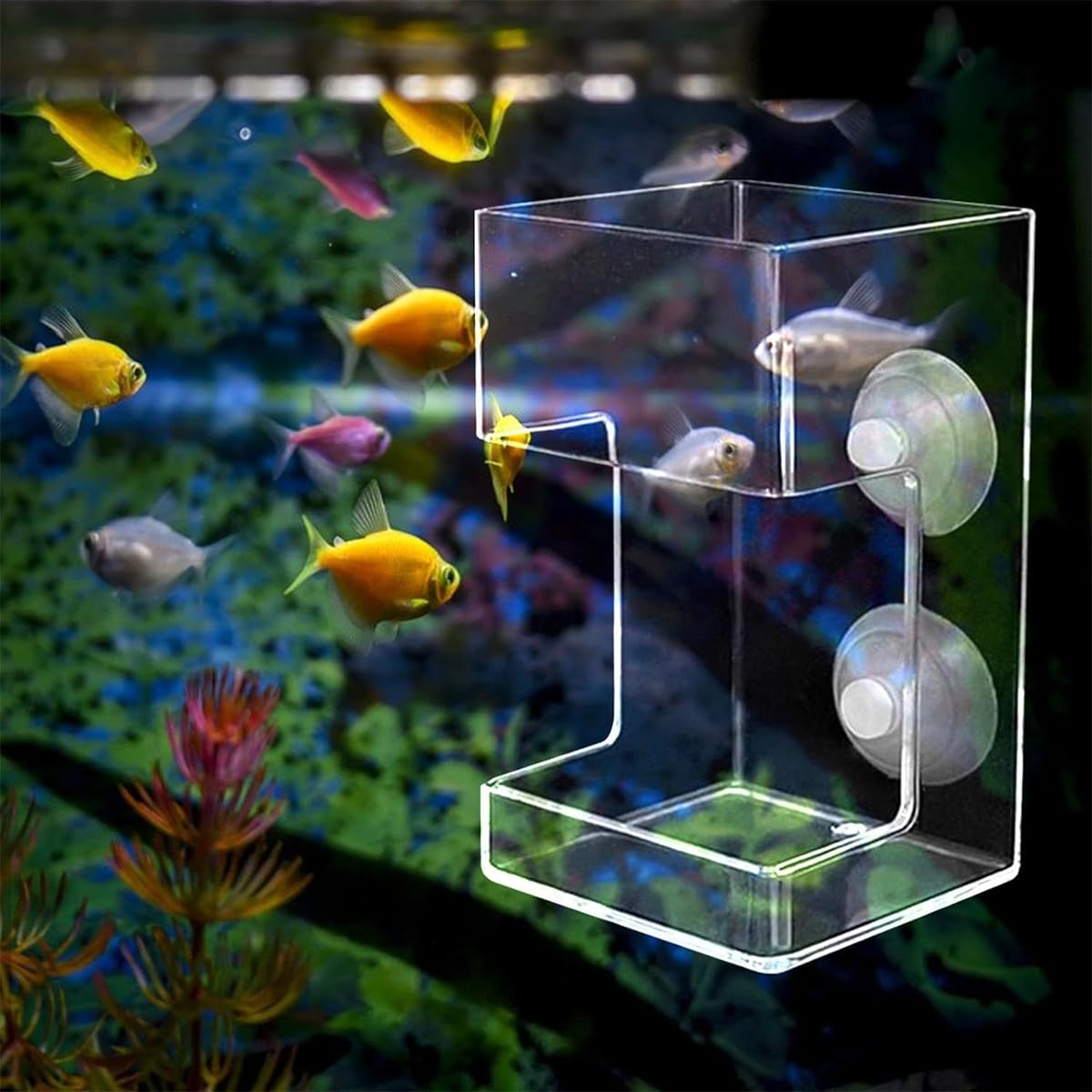Aquarium Fish Feeder Feeding Tray with 2pcs Suction Cup - Image 3