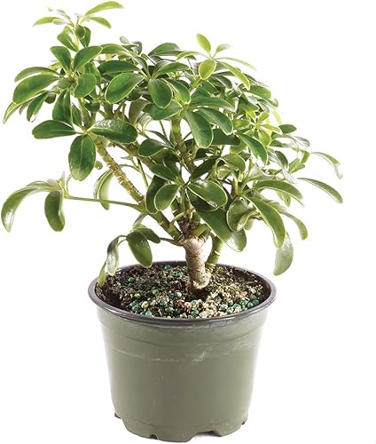 Miniatura 18 de Brussel's Live Hawaiian Umbrella - Árbol bonsái para interiores en maceta de roca (paquete de 2) – 5 años de edad; 5 a 8 pulgadas de alto