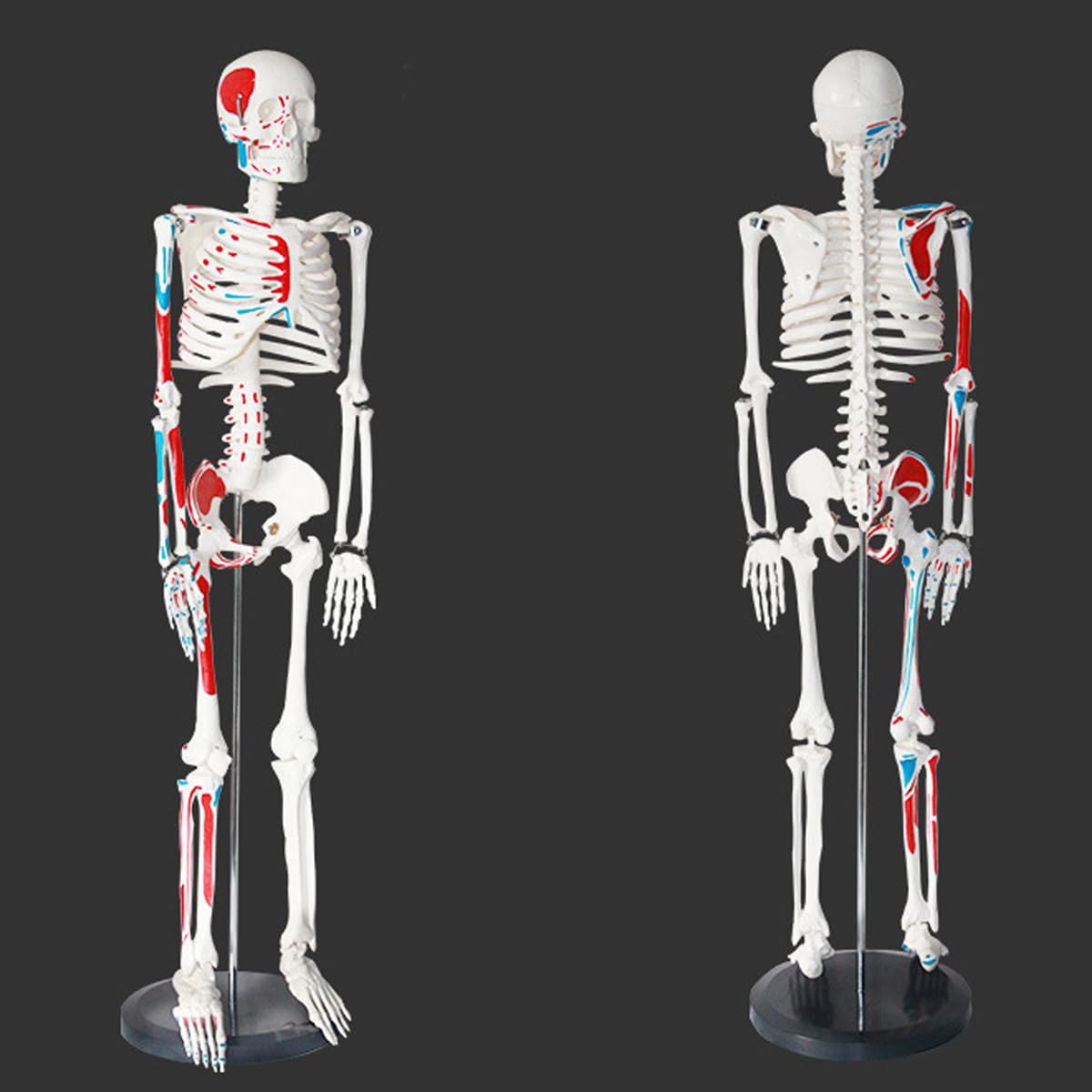 Abnehmbares menschliches Skelettmodell mit halber Muskelfarbe, 85 cm Lehrmodell für Anatomieunterricht