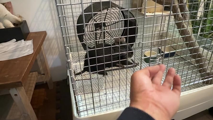 Amazon | SANKO イージーホーム60 ローメッシュ WH | Sanko | 飼育