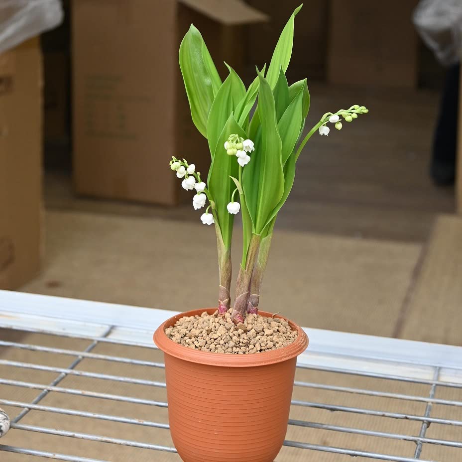 Amazon.co.jp: スズラン苗 ドイツすずらん苗 鈴蘭苗 : DIY・工具・ガーデン