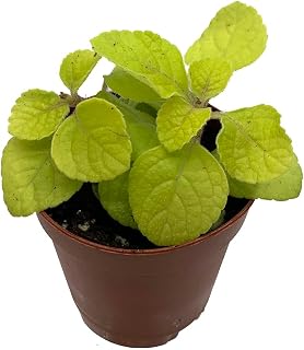 Golden Lemon Swedish Ivy Plant - Plectranthus - 2.5" Pot