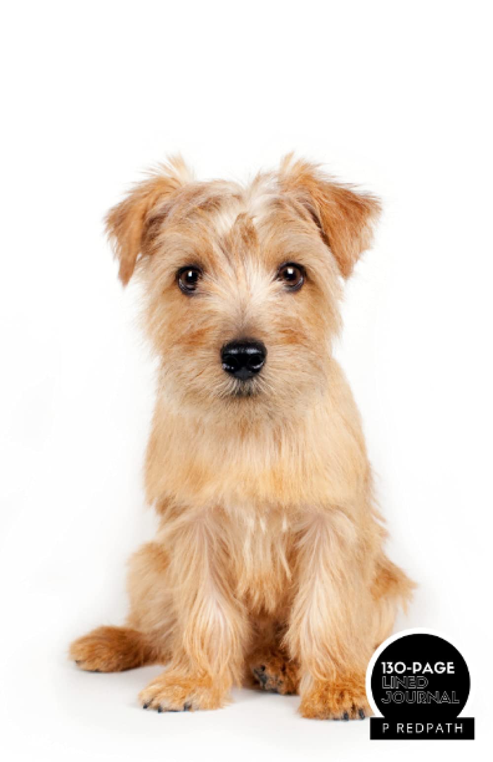 Are Norfolk Terriers Smart Dogs