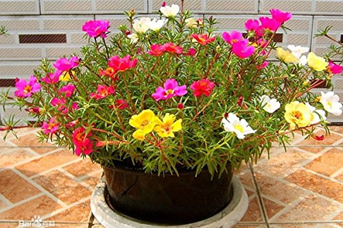 See full amazon price history chart for Creative Farmer Flower Seeds : Rose Moss Exterior Plantscaping (5 Packets) Garden Plant Seeds Creative Farmer Flower Seeds : Rose Moss Exterior Plantscaping (5 Packets) Garden Plant Seeds (B077J7J3QH) Amazon Price History, Amazon Price Tracker