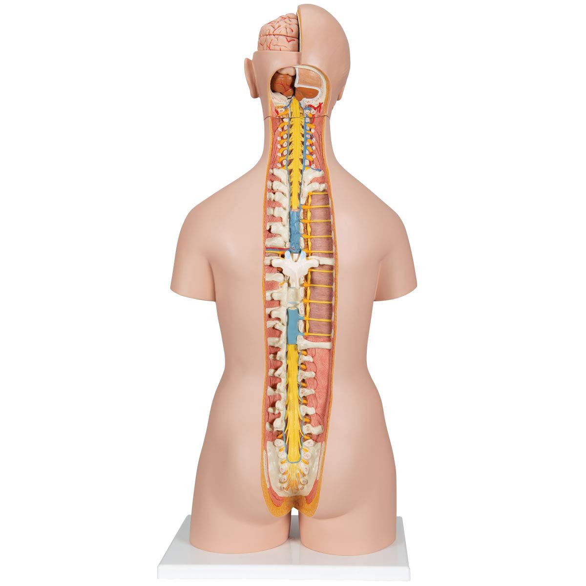 3B Scientific® Torso Humano de Anatomía – Modelo Clásico de 18 Partes sin Sexo con Espalda Abierta, Órganos Desmontables, Tamaño Real + Smart Anatomy App (Garantía de 5 Años)