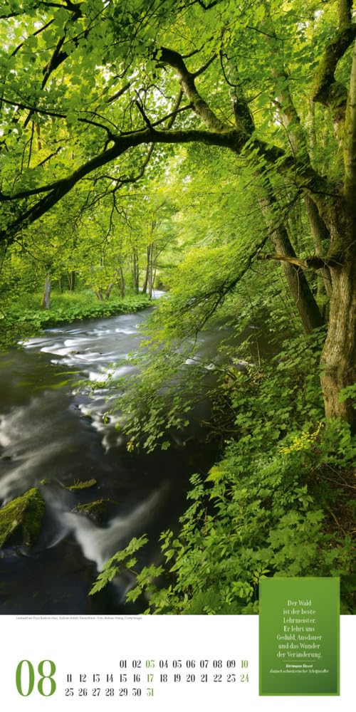Mythos Wald Kalender 2025, Wandkalender im Hochformat (33x66 cm) - Naturkalender / Literaturkalender mit Zitaten