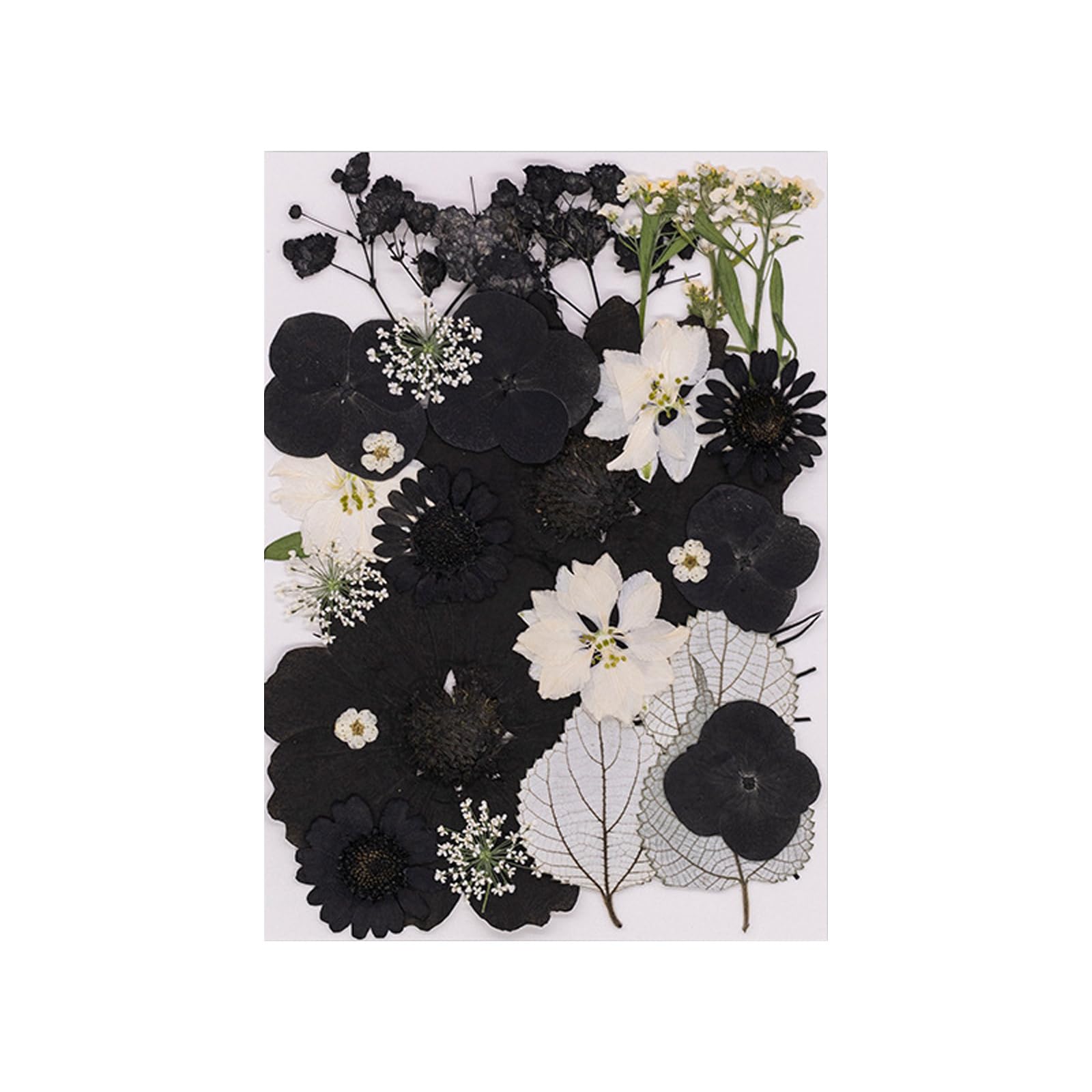 Carotoe I 30Pcs Plant Art Pressed Dried Flower Black And White For Decoration And Crafting Floral Accessories Dried Flower Pressed Art