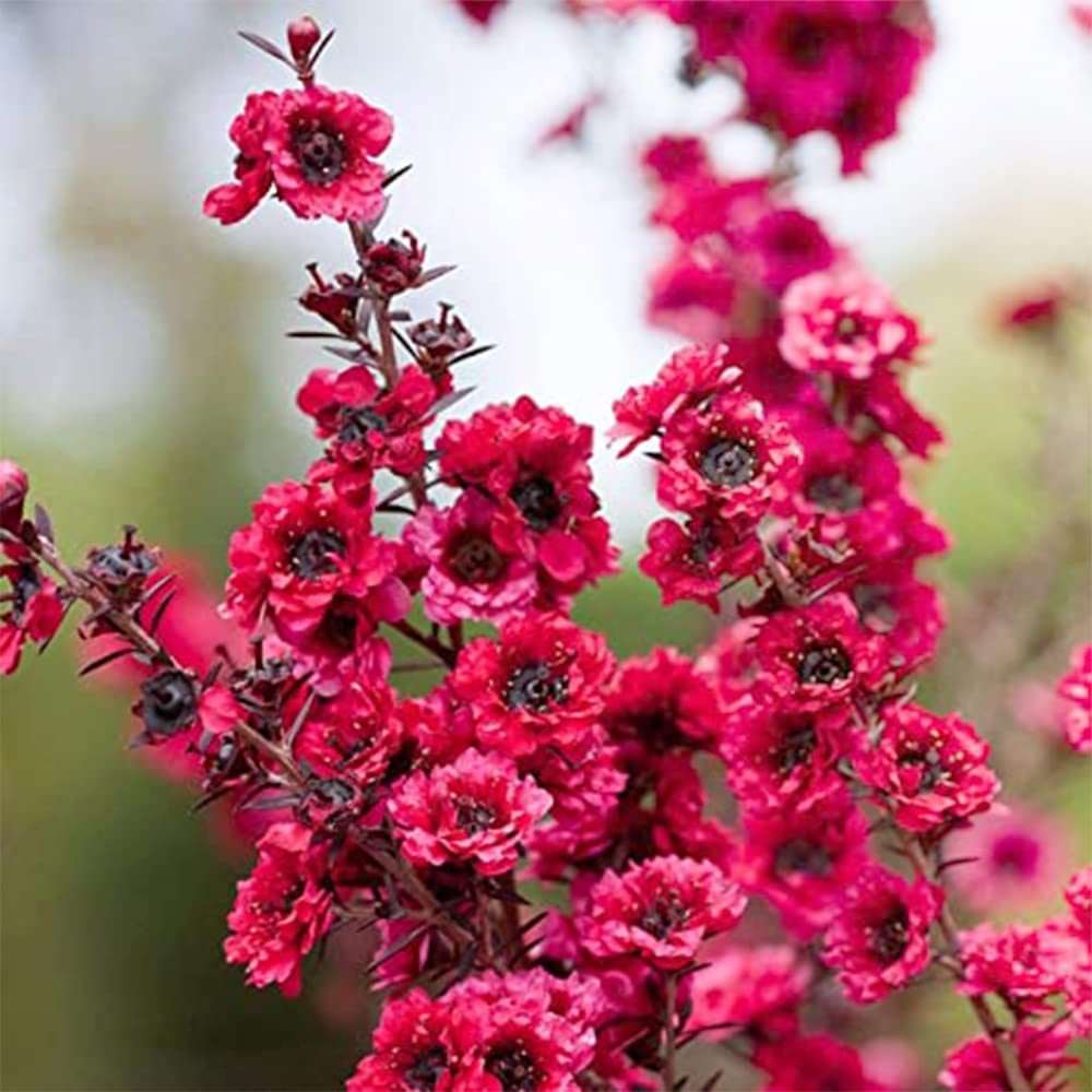 Amazon.co.jp: ITANSE ギョリュウバイ ピンク花 4号 1個