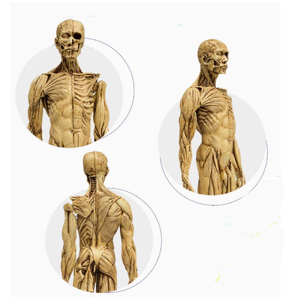 Amazon.co.jp: 人間の頭蓋骨の頭の体の解剖学モデル、高さ23.6