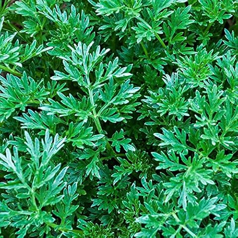 1000+ Citronella Plant Seeds for Planting Mosquito Plant Seeds Outdoor Non-GMO Heirloom Citronella Keeps Mosquitoes and pests Away Cover