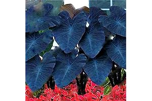 30pcs Green Giant Elephant Ear Plant Bulbs