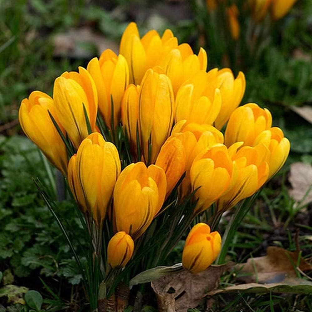 5個黄色のクロッカス球根サフランハーディフラワー強い香り一般的なスパイス多年草