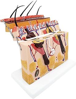 Skin Anatomy Model, 70X Enlarged Anatomical Model, Enlarged Skin Model Anatomical Model Anatomy for Science Classroom Study Display Teaching Patient Education Model