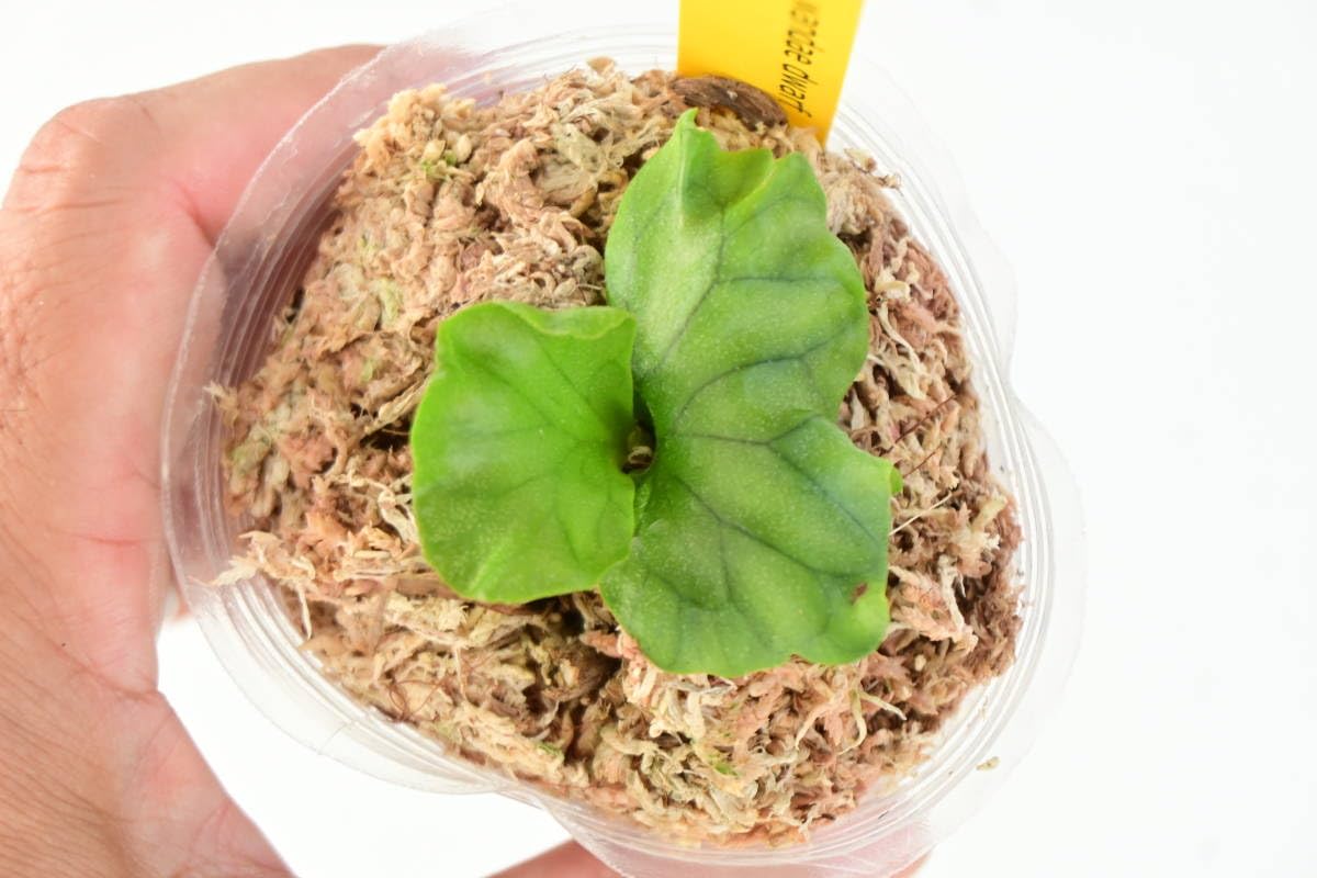 Amazon.co.jp: P.wandae dwarf⑤ @bikamori.com ワンダエ