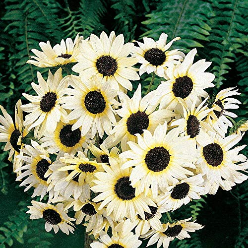 Italian White Sunflower 35 Seeds - UNUSUAL