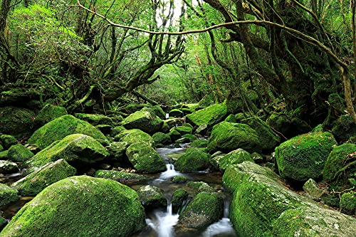 壁飾り 七転八起 銘木屋久杉工芸品 インテリア世界遺産 焼き木目出し仕上げ 壁飾り 七転八起 銘木屋久杉工芸品 インテリア世界遺産 焼き木目