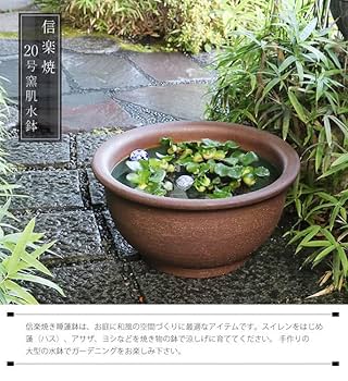 Amazon | 信楽焼 20号ケズリ鈴型すいれん鉢 茶色 ブラウン 睡蓮
