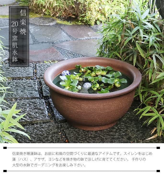 信楽焼のスズ Amazon.co.jp: 信楽焼 睡蓮鉢【11号 ナマコ水鉢 su-0275