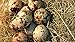 48 Fertile Hatching Coturnix Quail Eggs
