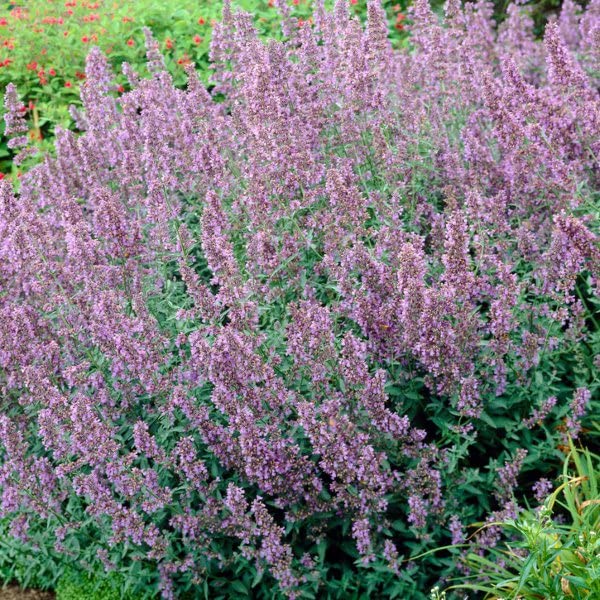 Walker's Low Catmint Perennials Flowering Plants Nepeta Racemosa 2L Pot