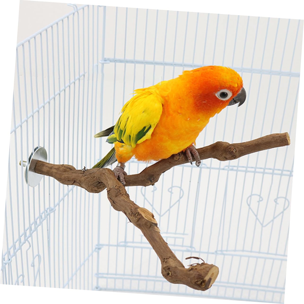 Balacoo Papageien-Sitzstange Aus Holz – Mit Fester Basis, 22x15x9 Cm, Rutschfester Stand