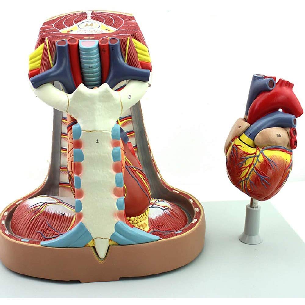 Model śródpiersia, Model Anatomiczny Serca, Mostek, Grasicy I Śródpiersia, Materiał Wsparcia Do Studiów W Klasie Nauk.